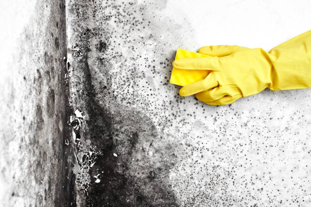 Endicott, NY Mold Removal Company