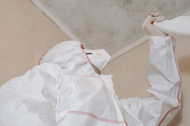 Best Professional Mold Removal  in Endicott, NY