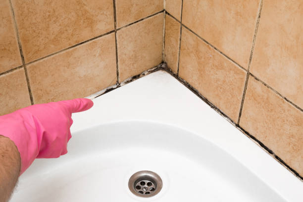 Best Mold Cleaning Services  in Endicott, NY
